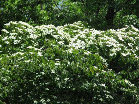 ヤマボウシの花　満開