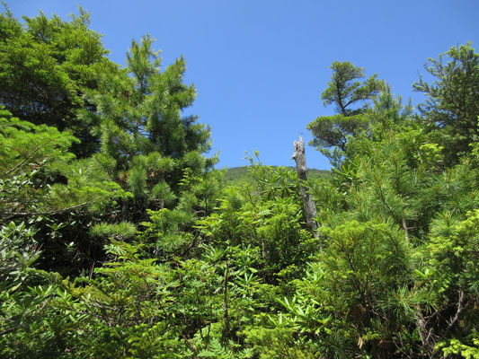 頑張って行くと、左手上に編笠山の稜線が見えてきた あ〜…、やっと見えてきたぁ