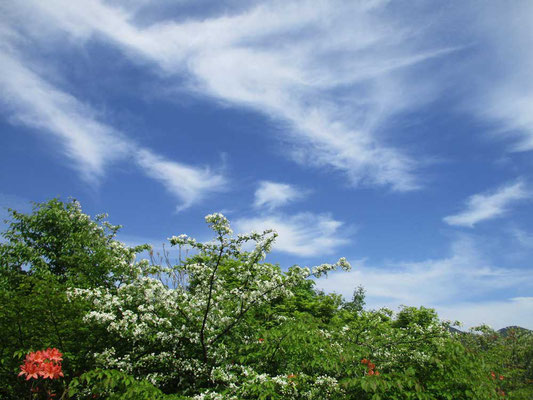 沼から空を見上げれば綿菓子をちぎったような白い雲