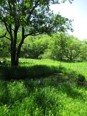 木立の中にはちょっとした池もある　池塘のよう