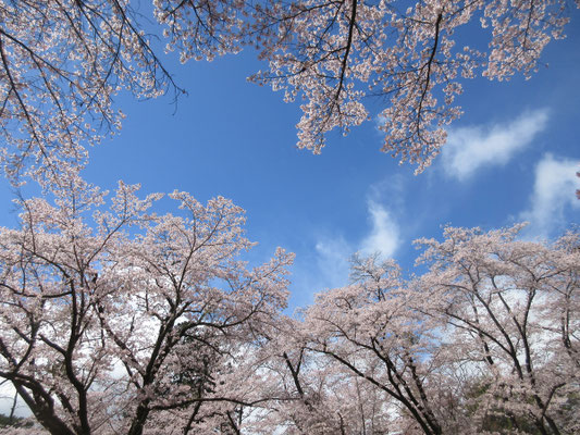 それでも健気に咲き乱れる桜は美しい