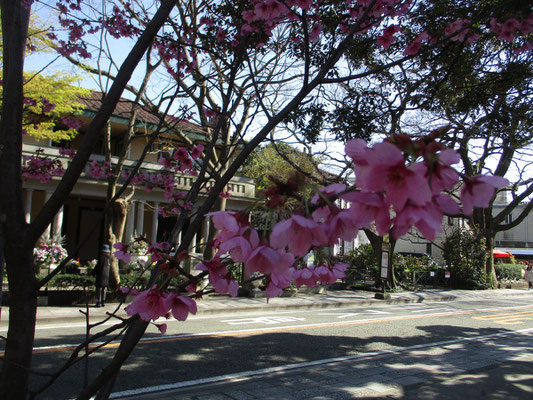 山手234番館と色の濃いサクラ