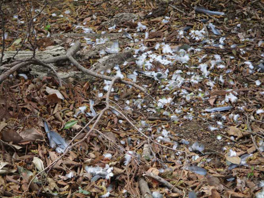 高取山北尾根の山神様の少し上で見つけた猛禽類の食痕　殺られた鳥の種類が私たちには判別できませんでした