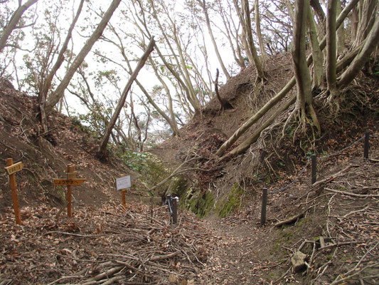 「狢（むじな）」という分岐地点　こうしたタワミになった場所は風の通り道になるので、大きな倒木も多い