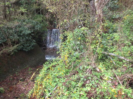 ここのところの雨で沢の水も豊富　ヤマブキも満開