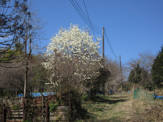 コブシの花が真っ白できれい