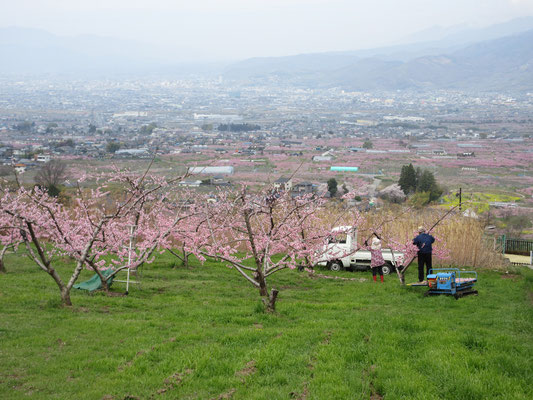 花見気分の観光客をよそに、農家の方は桃のお世話で大忙し