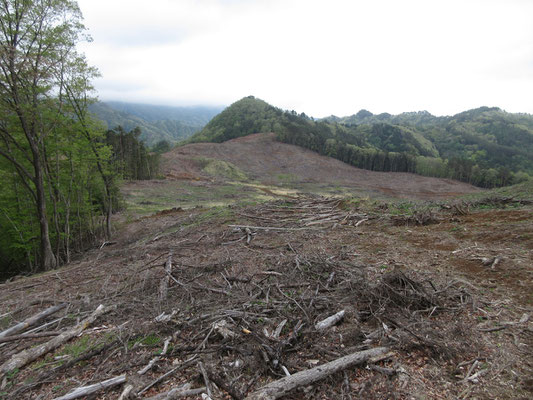 突然！　かつて気持ちのいい樹林帯の山道であった場所が大皆伐地帯となっていた(ﾟ∀ﾟ)　向こうに見える三角山は猪狩山と長沢さんの命名