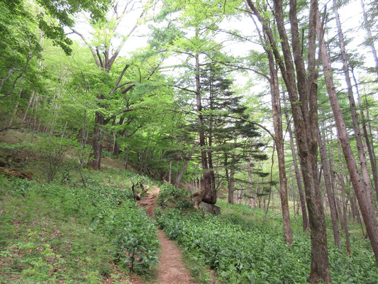 暫く行くとこんなきれいな雰囲気の山道となるが、林床の緑はほとんどすべてバイケイソウ　これはシカの天下という証拠