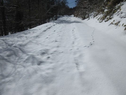 ところが、キツネはあっちへ行ったり右左と蛇行走行　何かを探しながらの足跡