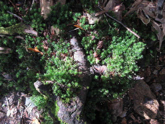 草原を抜けると再び樹林帯　苔むす道となる