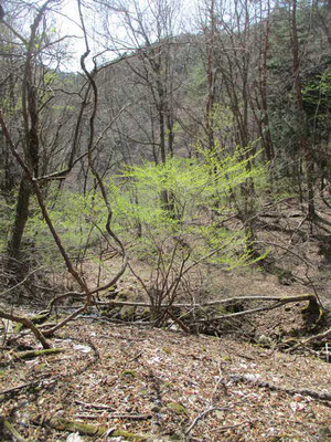 早春一番に萌える薄緑色の葉　これはアブラチャンということが、今回の山行でわかりました