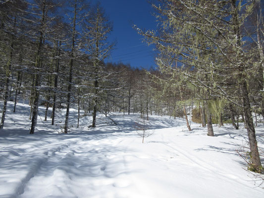 雪道の林道歩きは楽しい