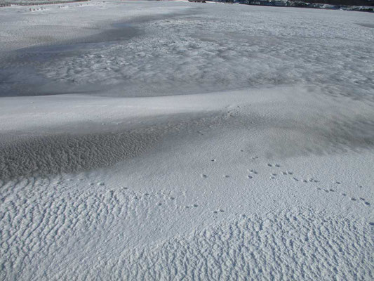 美しい雪面の文様