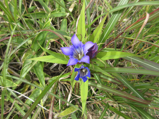 小さな秋を見つける　残念ながらシカの食圧で、花が殆どない大菩薩となってしまっている