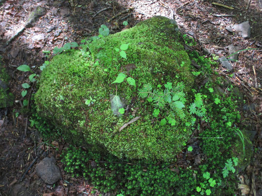 苔をまとった岩から、小さな栂の幼樹が芽生えています