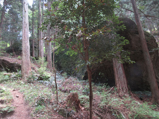 下っていく途中にも、家一軒というより小さなビルくらいの大岩がゴロリとある