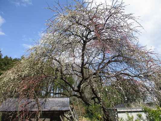 里山の楽しみは下山してからの町中歩きもその一つ　美しい枝垂れ桜が蕾をほころばせ始めていました