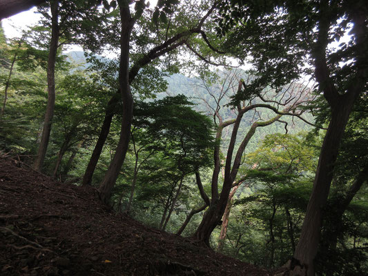 経ヶ岳方面の尾根が向こうに見える　ナラ枯れが進むと、こうした景色も見通しがもっと良くなりそうだ