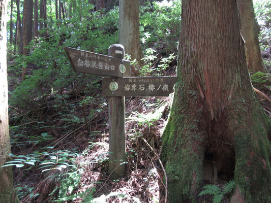 そして登山道になる　とは言え、いわゆる沢の源頭部なのでものすごい急登続きのアルバイト