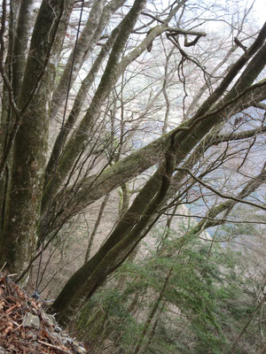 ここら辺まで来るとブナの大木など自然林も多くなってくる　それにしても急峻な地形だ