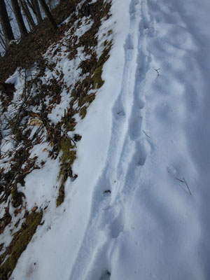 トラバースの登山道　谷側の際をわざわざ進んでいるシカの足跡
