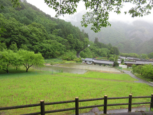 雨で潤う緑