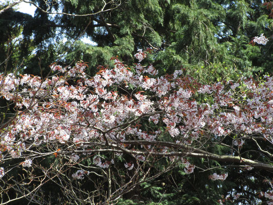 この山桜は赤い新しい葉も一緒に出ていて華やか