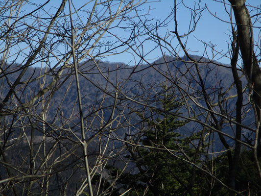 枝越しに道志の山稜が見える　菰釣山の方か