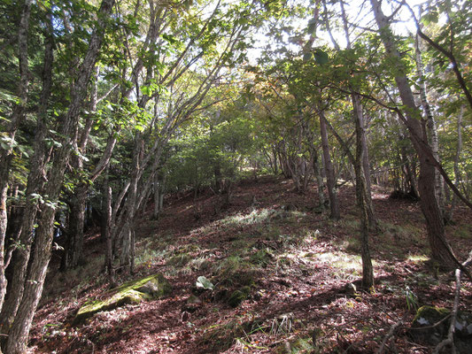 写真だと大したことないが、山頂に向かっての最後の急登　つま先上がり