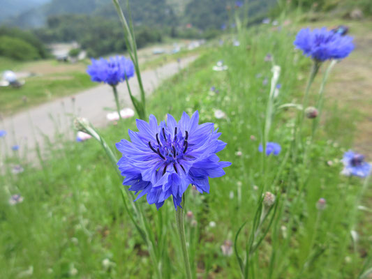 大好きな矢車草　“心中”したくなるような青色