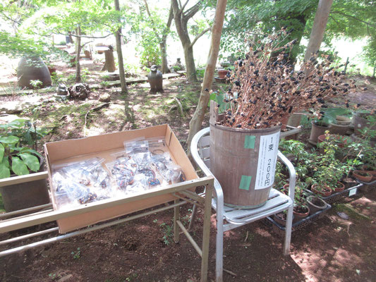 ヒオウギは咲いた後、そのままにしておくと真っ黒な種が付いたドライフラワーになる　飾りとしても風情があるし、その後この種を植木鉢に蒔くと芽が出る