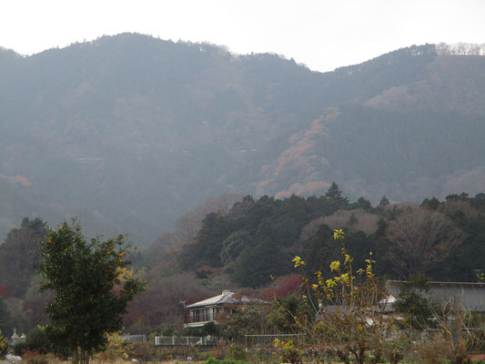 中央の右にカーブしている自然林の茶色い紅葉の尾根が今日辿った所　遠目からは大した斜度ではないが、実際はひどい急登だった