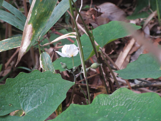 途中で見つけた大好きな花　シラユキゲシ