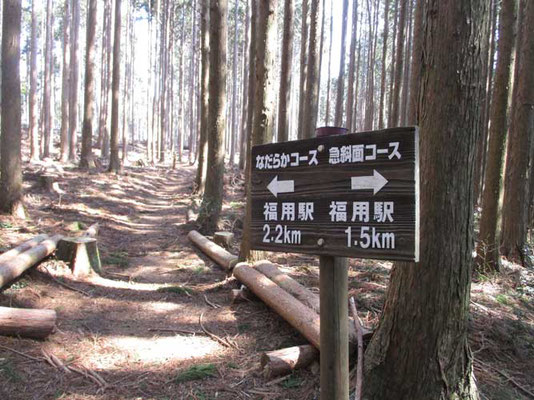 自然林の照葉樹林帯とこうした植林帯がまだらになった山です