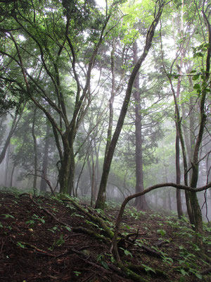 自然林で雰囲気がよくなってくる