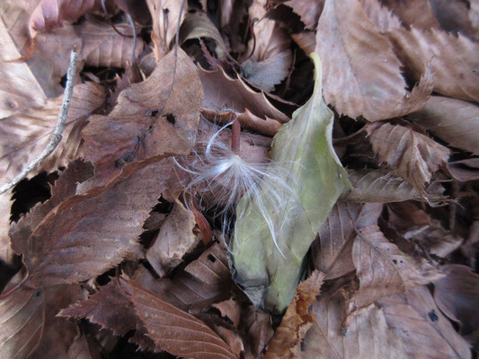 この画像では、ふんわりの羽根（風媒体ではこばれる）の付け根にちゃんと種が見える