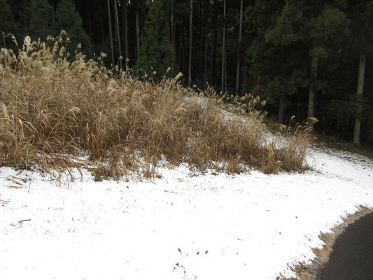 登山口のあるゴルフ場脇にはしっかりと残雪があった