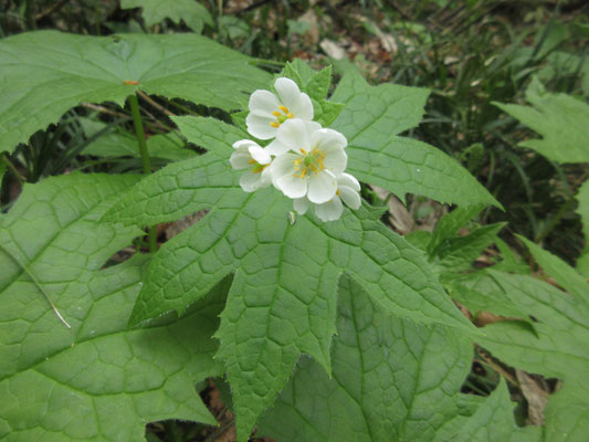 途中にはサンカヨウの花が咲いていて感激