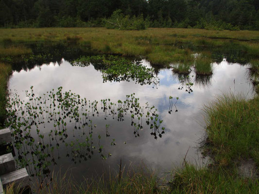 ミツガシワの葉が音符を並べたような池塘、白砂田代に着きました