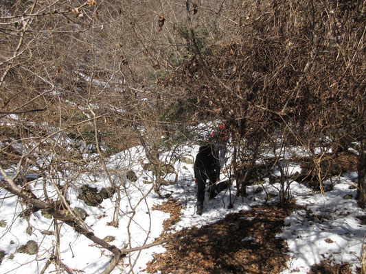 しかし現実は、ヒドイ藪！　すでに人の手が入らなくなって久しい山は果樹が植わっていても藪だらけ　今の季節ならともかく、春以降には人を寄せ付けないだろう