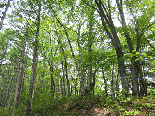 そして上に着くとこの樹林帯　大きなブナもあるし、素晴らしい