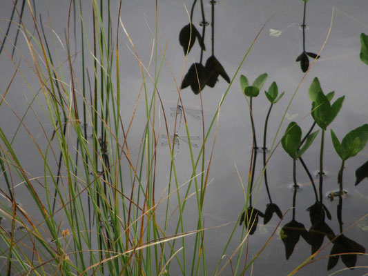 透明に透けるトンボのカップルが水草にとまっています　何種類ものトンボが気持ちよさそうに飛んでいました