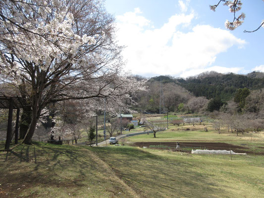 広場のソメイヨシノも見頃　畑の手入れをしている地元の人だけで誰も居ない