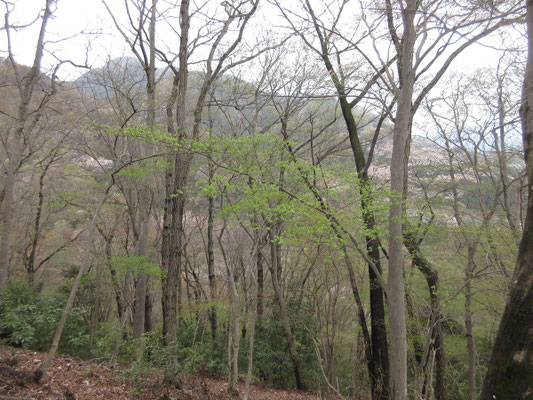 高度が少し上がると一気に沢の向かいの華厳山の山桜が目に入る
