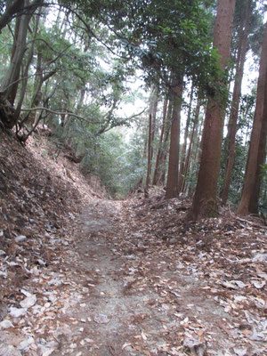 現在の宮ヶ瀬みちは植林用の作業道化している　足下には作業用のキャタピラ車の轍痕があった