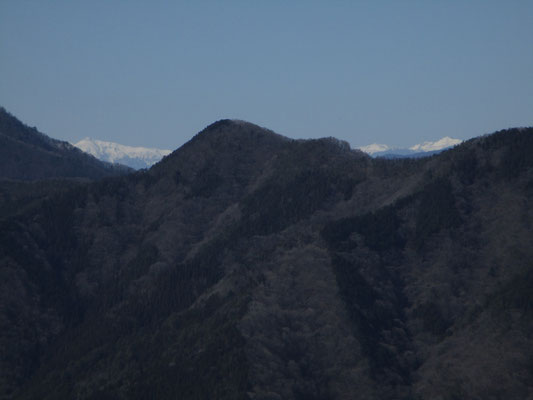 これが御正体山並びのブドウ沢ノ頭を挟んで見えた南アルプスの白嶺（左から塩見岳、農鳥岳、間ノ岳）