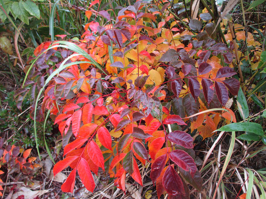 いろんな色が混じったウルシの紅葉