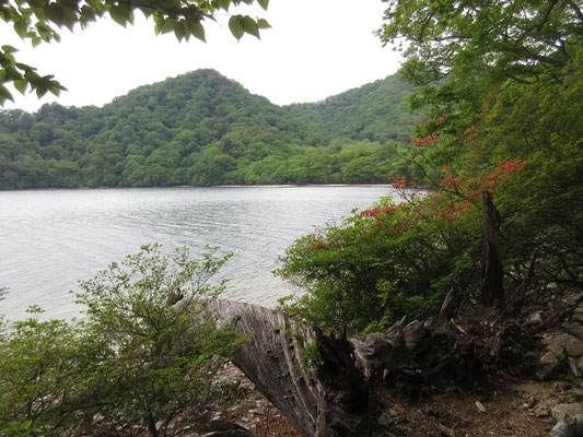 湖畔にはヤマツツジがちらほら