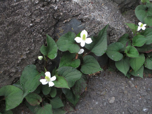 美しいドクダミの十字架のような花　葉っぱは乾燥させたドクダミ茶があるが、生のままお風呂に入れてもいい感じ